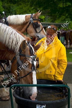 Draft horses being watered on Mackinac Island located in Lake Huron, Michigan, USA.
