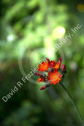 Orange Hawkweed wildflower in the Upper Peninsula of Michigan, USA.