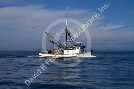 Salmon fishing trawler in the Pacific Ocean off the coast of Westport, Washington, USA.