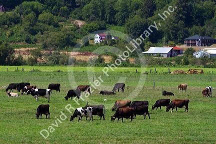 Dairy cows graze on farmland near Tillamook, Oregon, USA.
