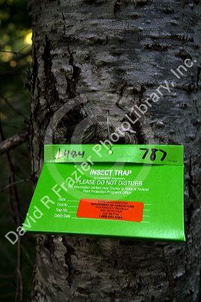 Insect trap mounted to a tree in Mount Rainier National Park, Washington, USA