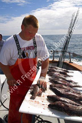 Deckhand cleaning fish on a charter fishing boat in the Pacific Ocean off the coast of Westport, Washington, USA.