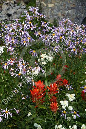 Red Indian paintbrush and other wild flowers grow in Mount Rainier National Park, Washington, USA