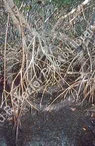 Red mangrove roots in the J.N. Ding Darling National Wildlife Refuge on Sanibel Island, Florida.