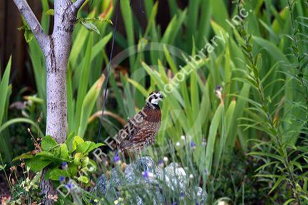 Adult male Northern Bobwhite quail in a residentail backyard, Boise, Idaho, USA.
