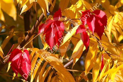 Sumac leaves change color in autumn, Boise, Idaho, USA.