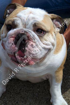 Portrait of an English Bulldog.
