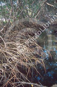 Red mangrove roots in the J.N. Ding Darling National Wildlife Refuge on Sanibel Island, Florida.