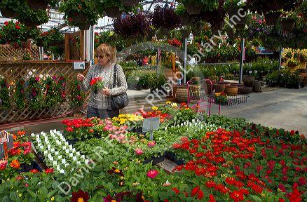 Customer shopping for flowers at a nursery in Jerome, Idaho, USA. MR