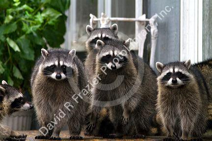 Raccoons at Shelton, Washington, USA.