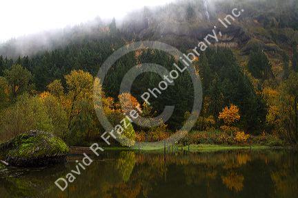 Deciduous trees in fall color along the Columbia River, Oregon, USA.