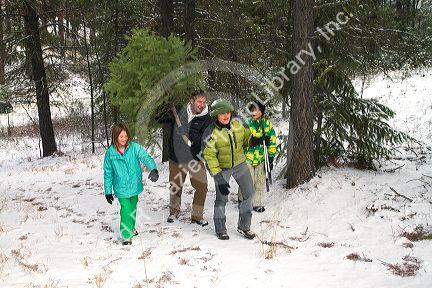 Family cutting a christmas tree in the Boise National Forest near Idaho City, Idaho, USA.
