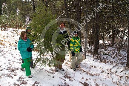 Family cutting a christmas tree in the Boise National Forest near Idaho City, Idaho, USA.