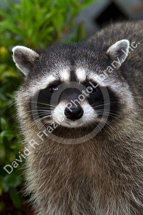 Raccoon at Shelton, Washington, USA.