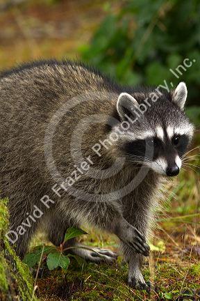 Raccoon at Shelton, Washington, USA.