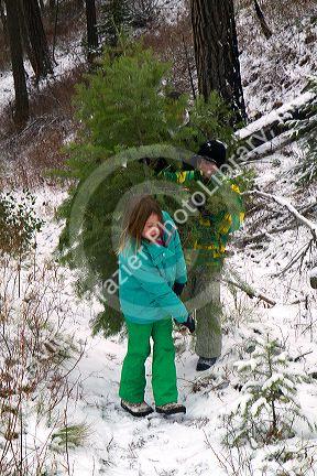 Family cutting a christmas tree in the Boise National Forest near Idaho City, Idaho, USA.