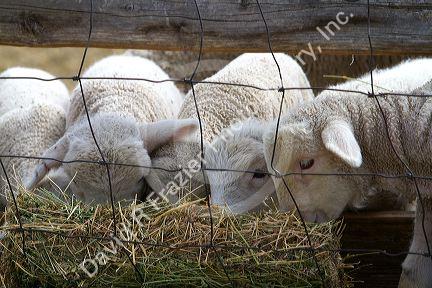 Lambs eating hay on a sheep ranch near Emmett, Idaho, USA.