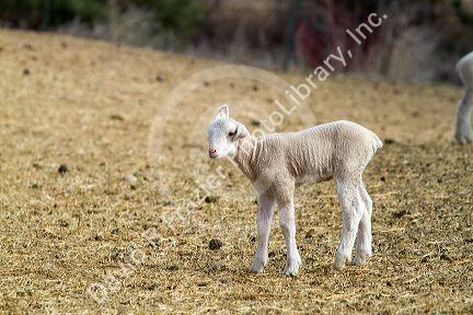Lamb on a sheep ranch near Emmett, Idaho, USA.