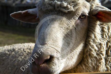 Sheep on a ranch near Emmett, Idaho, USA.