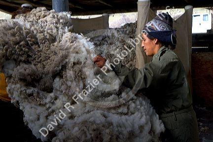 Sheep being sheared in a shearing shed near Emmett, Idaho, USA.
