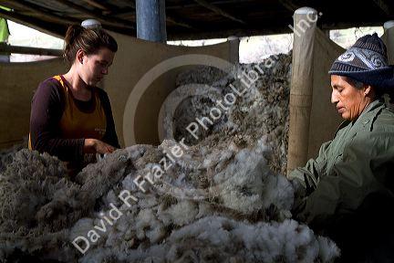 Sheep being sheared in a shearing shed near Emmett, Idaho, USA.