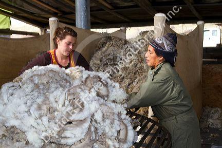 Sheep being sheared in a shearing shed near Emmett, Idaho, USA.