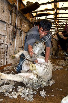 Sheep being sheared in a shearing shed near Emmett, Idaho, USA.