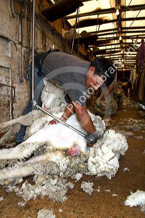 Sheep being sheared in a shearing shed near Emmett, Idaho, USA.