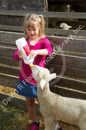 Six year old girl bottle feeding lambs on a sheep ranch near Emmett, Idaho, USA. MR