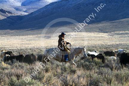 Native american indian cowboy herding cattle near McDermitt, Nevada, USA.