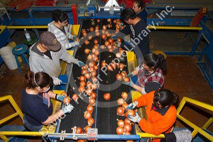 Workers sort, grade, and package onions in Nyssa, Oregon, USA.