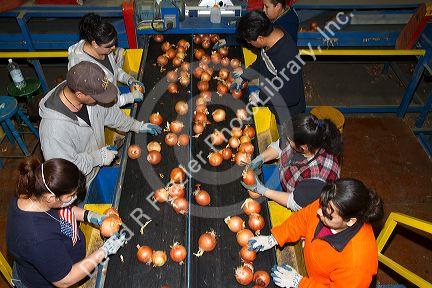 Workers sort, grade, and package onions in Nyssa, Oregon, USA.
