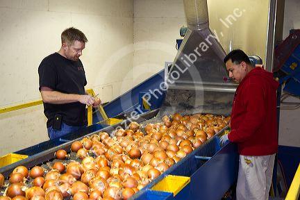 Workers sort, grade, and package onions in Nyssa, Oregon, USA.