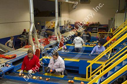 Workers sort, grade, and package onions in Nyssa, Oregon, USA.