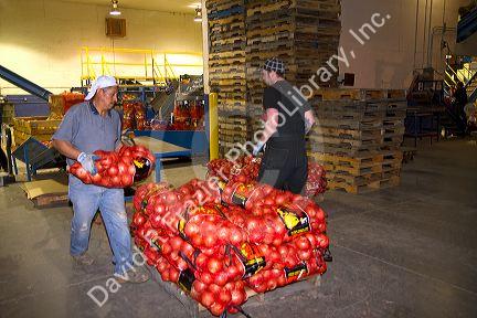 Workers move packaged onions in Nyssa, Oregon, USA.