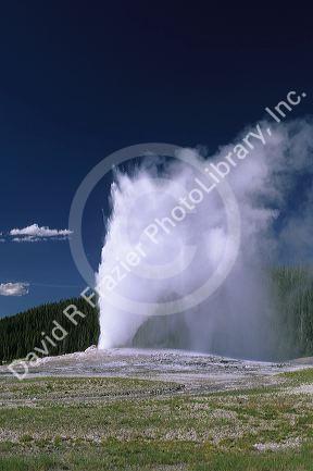 Old Faithful Geyser erupting in Yellowstone National Park, Wyoming.