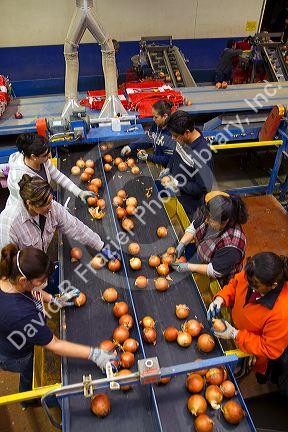 Workers sort, grade, and package onions in Nyssa, Oregon, USA.