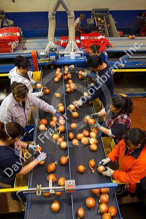 Workers sort, grade, and package onions in Nyssa, Oregon, USA.