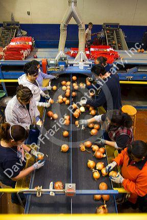 Workers sort, grade, and package onions in Nyssa, Oregon, USA.