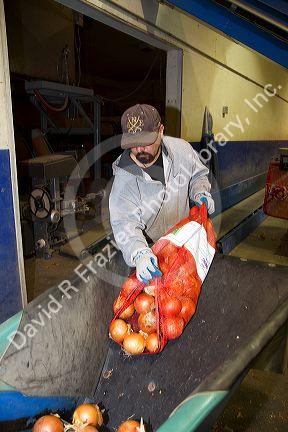Worker moves packaged onions in Nyssa, Oregon, USA.