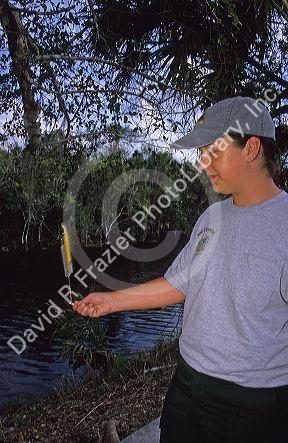 A female forest service emplyee in the Florida everglades uses a sling psychrometer for humidity testing in the Big Cypress Swamp.