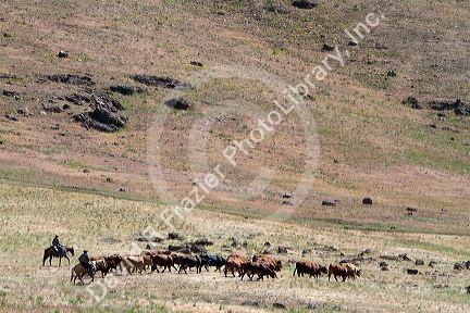 Ranchers round up cattle on grazing land near Mountain Home, Idaho, USA.