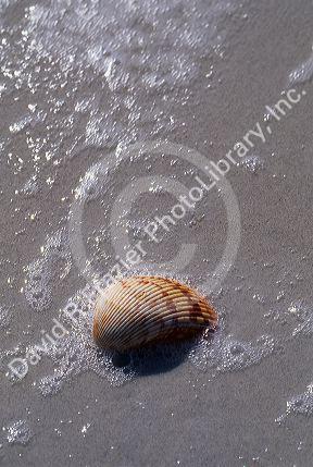 A sea shell on a sandy beach.