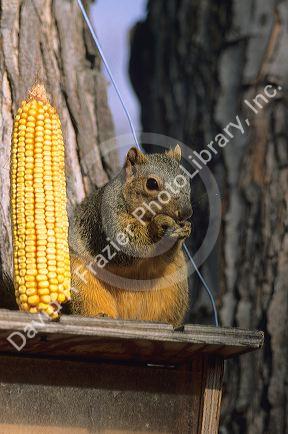 A squirrel eating corn from a feeder.