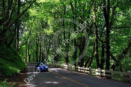 Deciduous trees line the Historic Columbia River Highway, Oregon, USA.