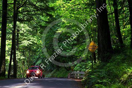 Deciduous trees line the Historic Columbia River Highway, Oregon, USA.