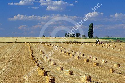A tractor baling straw near Kimberly, Idaho.