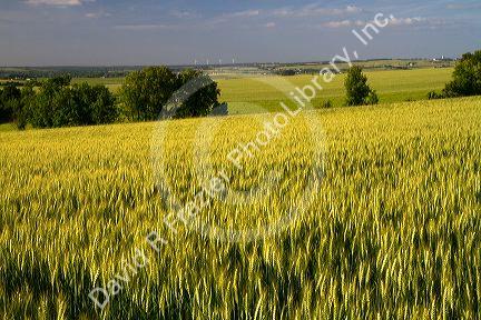 Wheat field west of Angouleme in southwestern France.