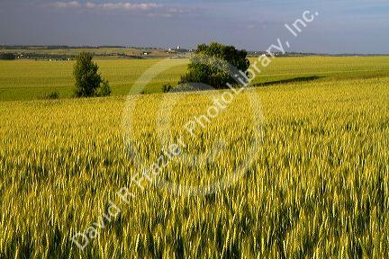 Wheat field west of Angouleme in southwestern France.