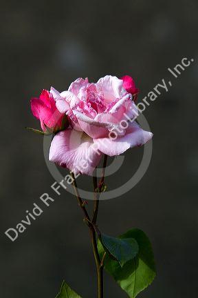 The bloom of a pink rose near Angouleme in southwestern France.